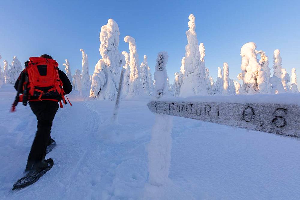 Hiker on snowshoes in the snowy woods, Riisitunturi National Park, Posio, Lapland, Finland, Europe