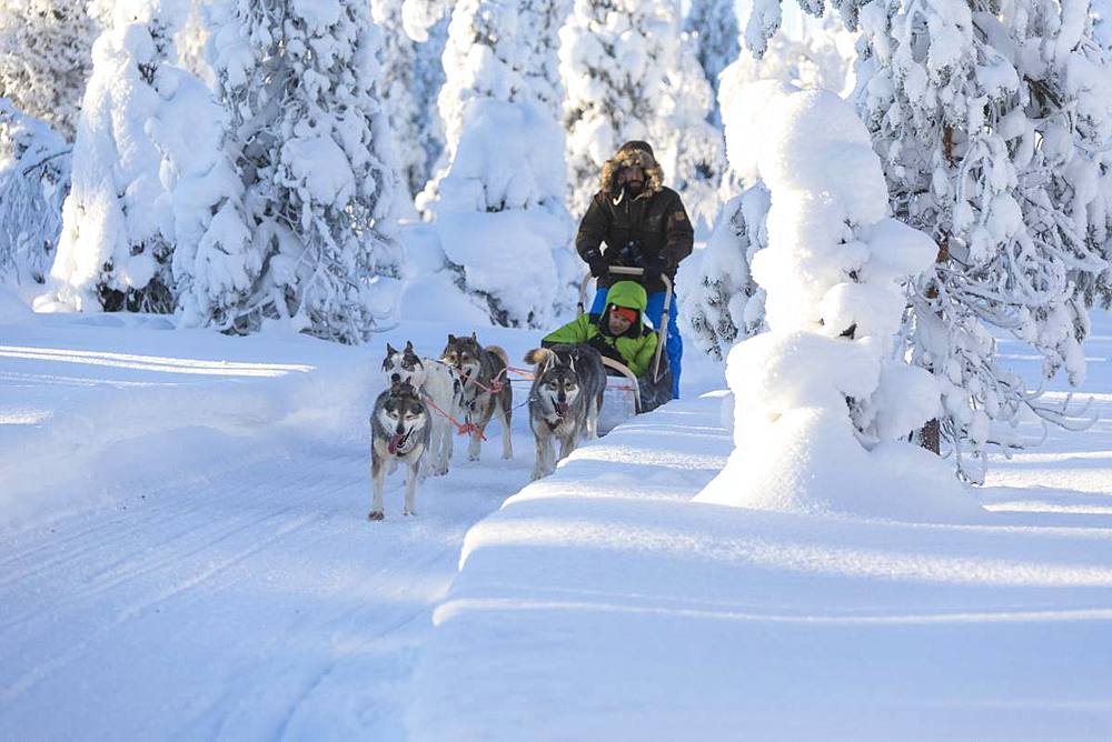 Dog sledding in the snowy woods, Kuusamo, Northern Ostrobothnia region, Lapland, Finland, Europe