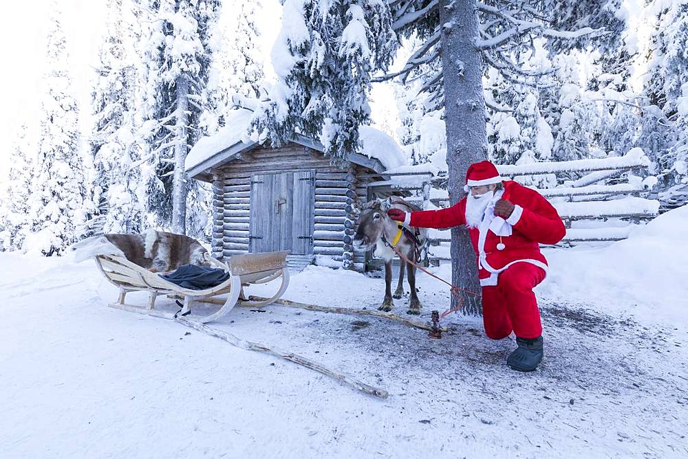 Santa Claus and reindeer, Ruka (Kuusamo), Northern Ostrobothnia region, Lapland, Finland, Europe