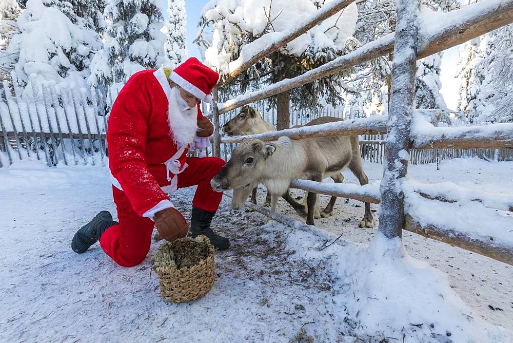 Santa Claus feeding reindeer, Ruka (Kuusamo), Northern Ostrobothnia region, Lapland, Finland, Europe