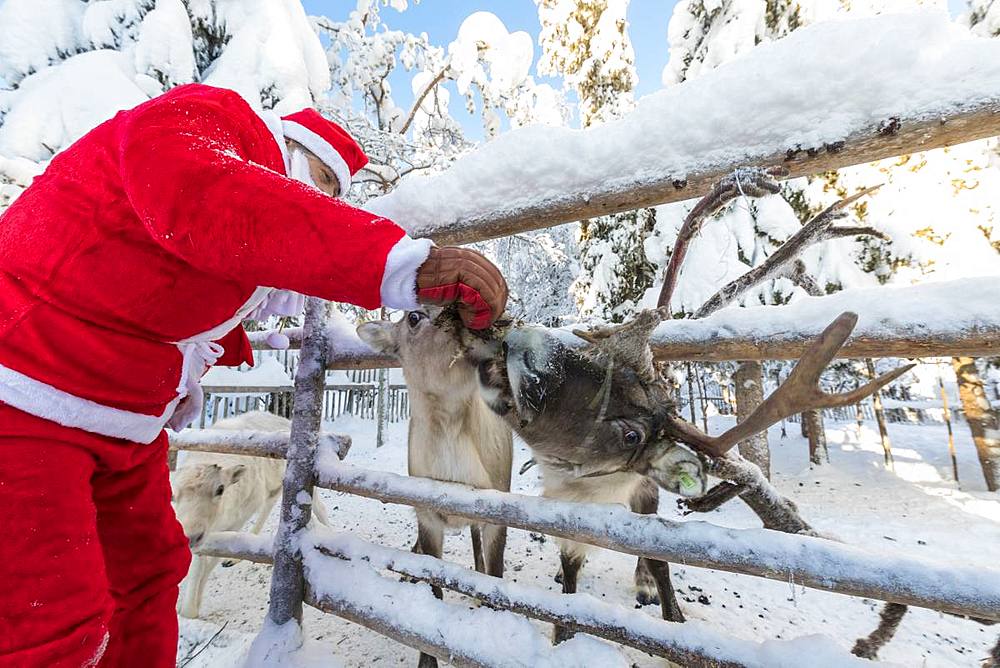 Santa Claus feeding reindeer, Ruka (Kuusamo), Northern Ostrobothnia region, Lapland, Finland, Europe