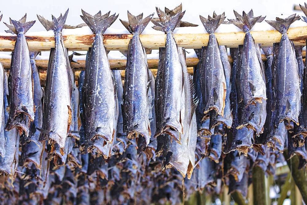 Stockfish on wood racks, Lofoten Islands, Nordland, Norway, Europe