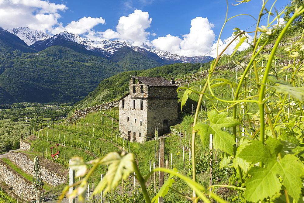 Farmhouse and vineyards, Bianzone, Sondrio province, Valtellina, Lombardy, Italy, Europe