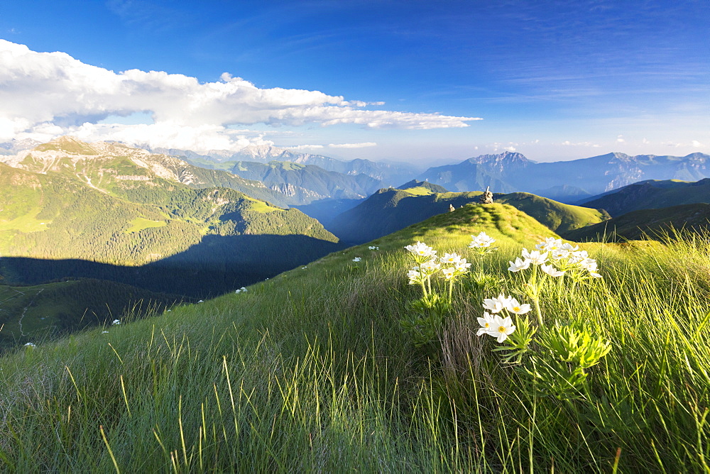 Wild flowers on crest towards Monte Azzarini with Bergamo Orobie Alps in the background, San Marco Pass, Lombardy, Italy, Europe