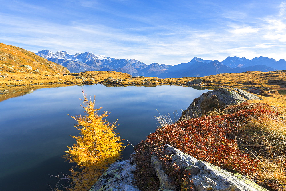 Bernina Group and Pizzo Scalino seen from Lago Arcoglio surrounded by yellow larches, Valmalenco, Valtellina, Lombardy, Italy, Europe