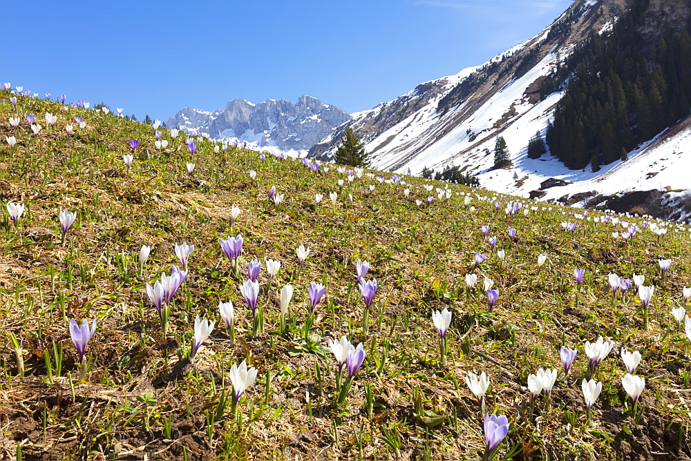 Crocus flowers in bloom, Partnun, Prattigau, Davos, canton of Graubunden, Switzerland, Europe