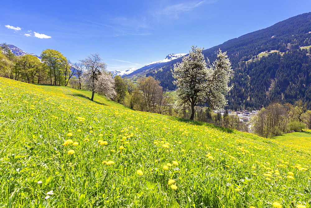 Yellow wildflowers on grass fields in spring, Luzein, Prattigau-Davos region, canton of Graubunden, Switzerland, Europe