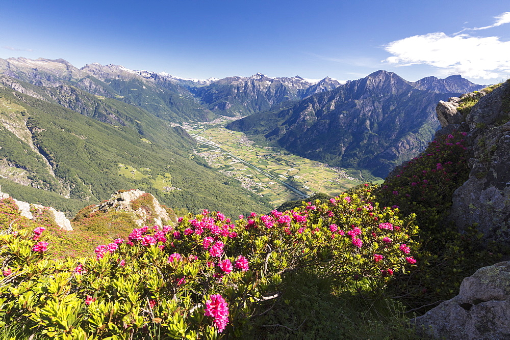 Rhododendrons on Monte Berlinghera with Chiavenna Valley in the background, Sondrio province, Lombardy, Italy, Europe