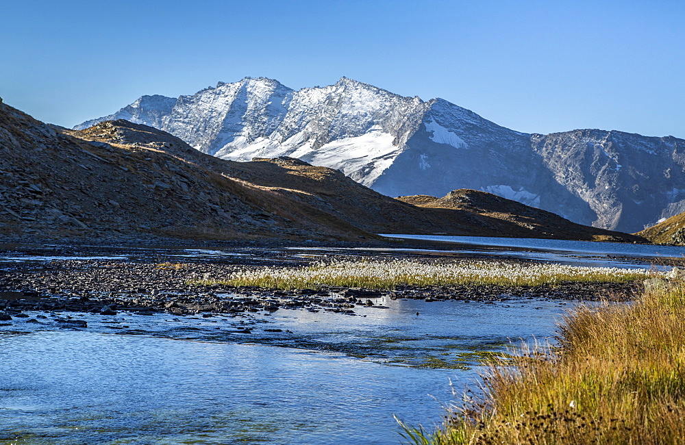 Blooming of eriofori (cotton grass), Levanne mountains. Gran Paradiso National Park, Alpi Graie (Graian Alps), Italy, Europe 