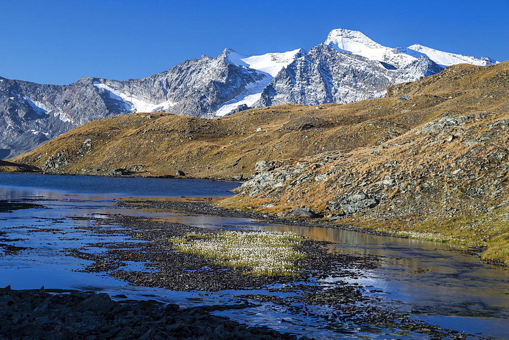 Blooming of eriofori (cotton grass), Levanne mountains, Aiguille Rousse, Gran Paradiso National Park, Alpi Graie (Graian Alps), Italy, Europe 