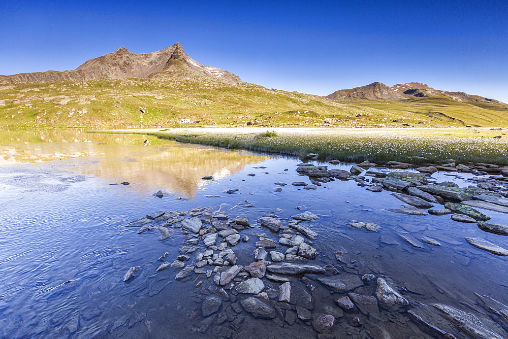 Lago Bianco surrounded by fields of wildflowers, Gavia Pass, Valfurva, Valtellina, province of Sondrio, Lombardy, Italy, Europe