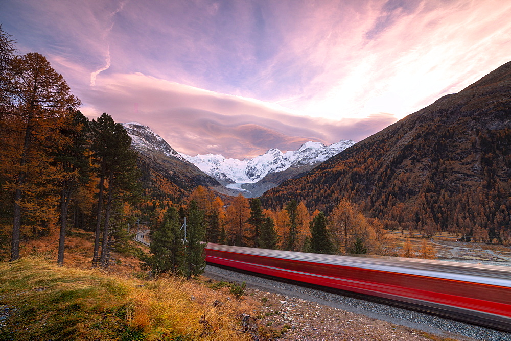 Bernina Express train and colorful woods in autumn, Morteratsch, Engadine, canton of Graubunden, Switzerland, Europe