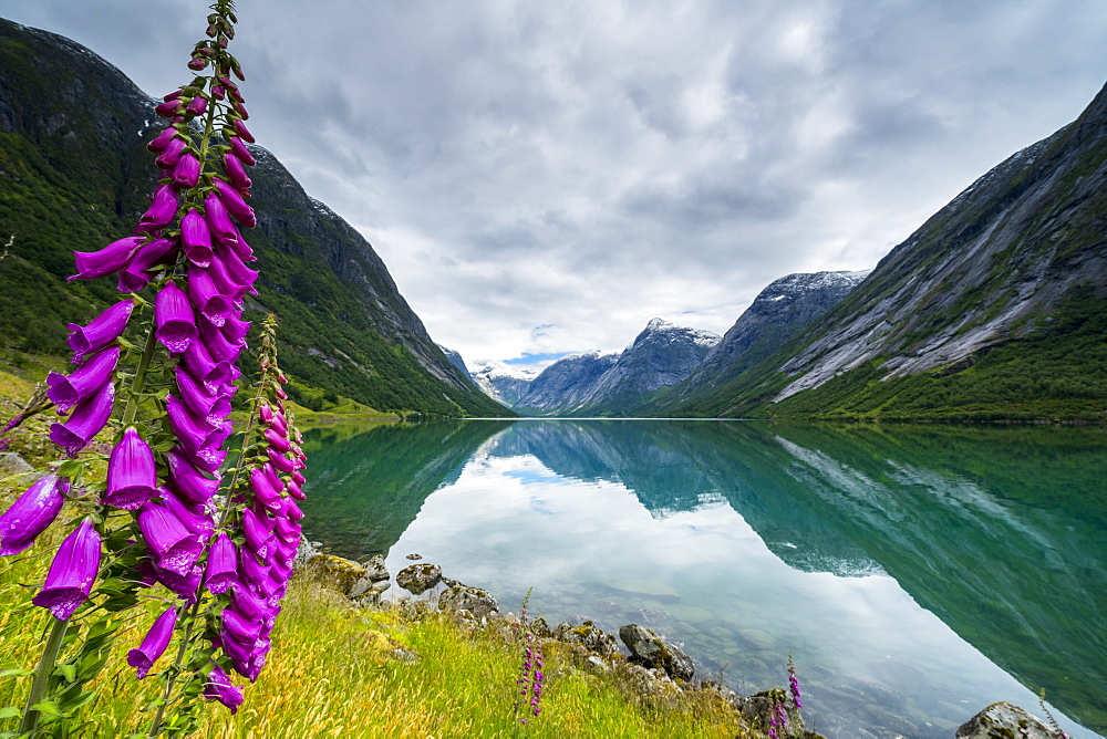 Wild flowers on shores of Jolstravatnet lake under storm clouds, Jolster, Sogn og Fjordane county, Western Norway, Scandinavia, Europe