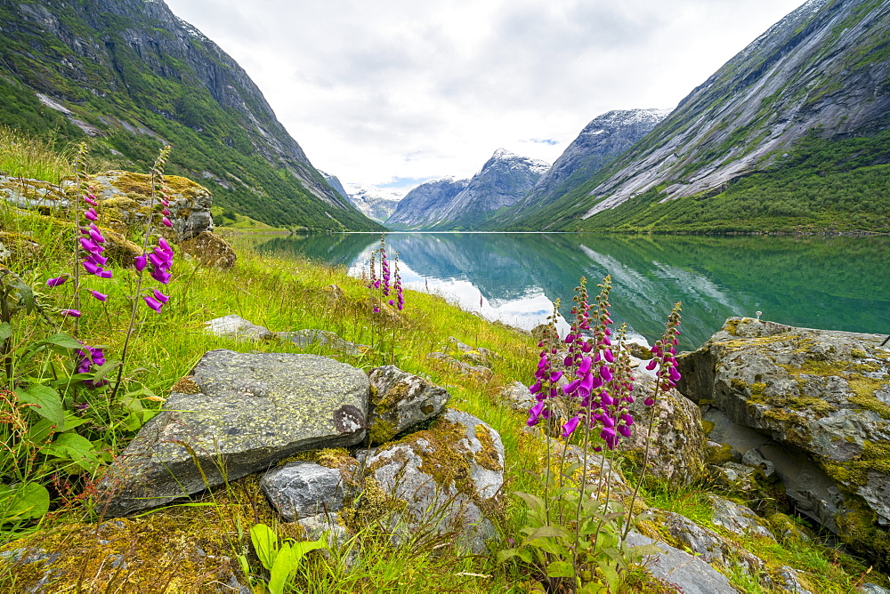 Wild flowers on shores of Jolstravatnet lake, Jolster, Sogn og Fjordane county, Western Norway, Scandinavia, Europe