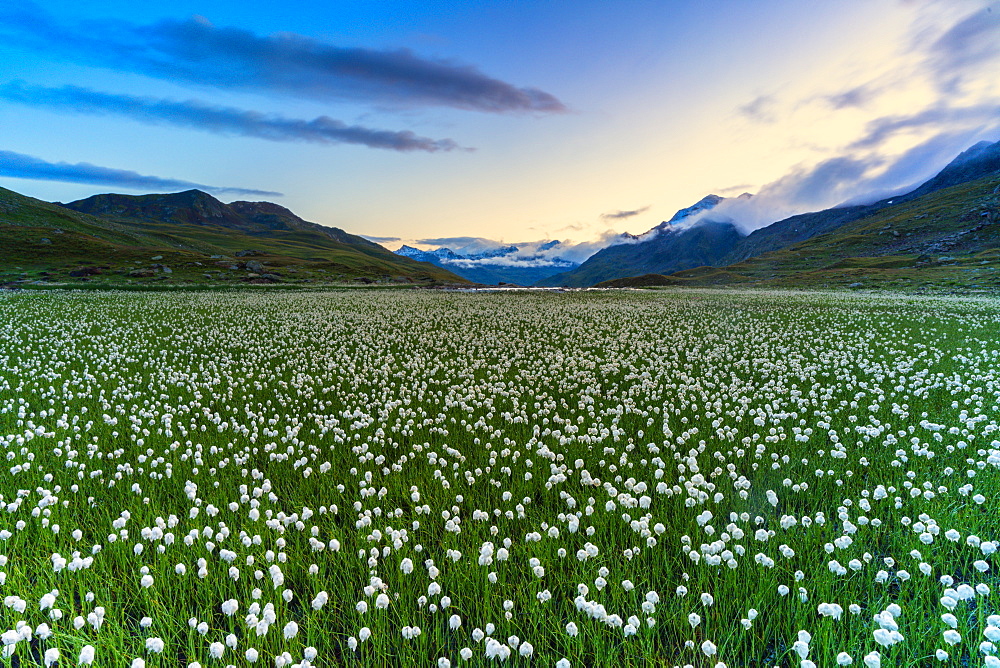 Cotton grass on shores of Lago Bianco, Gavia Pass, Valfurva, Valtellina, Sondrio province, Lombardy, Italy, Europe