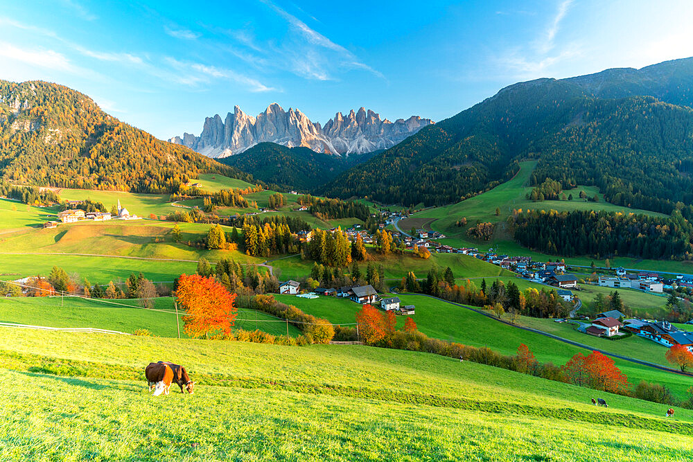 Cows grazing in the autumn landscape with the Odle peaks in background, Santa Magdalena, Funes, Dolomites, South Tyrol, Italy, Europe