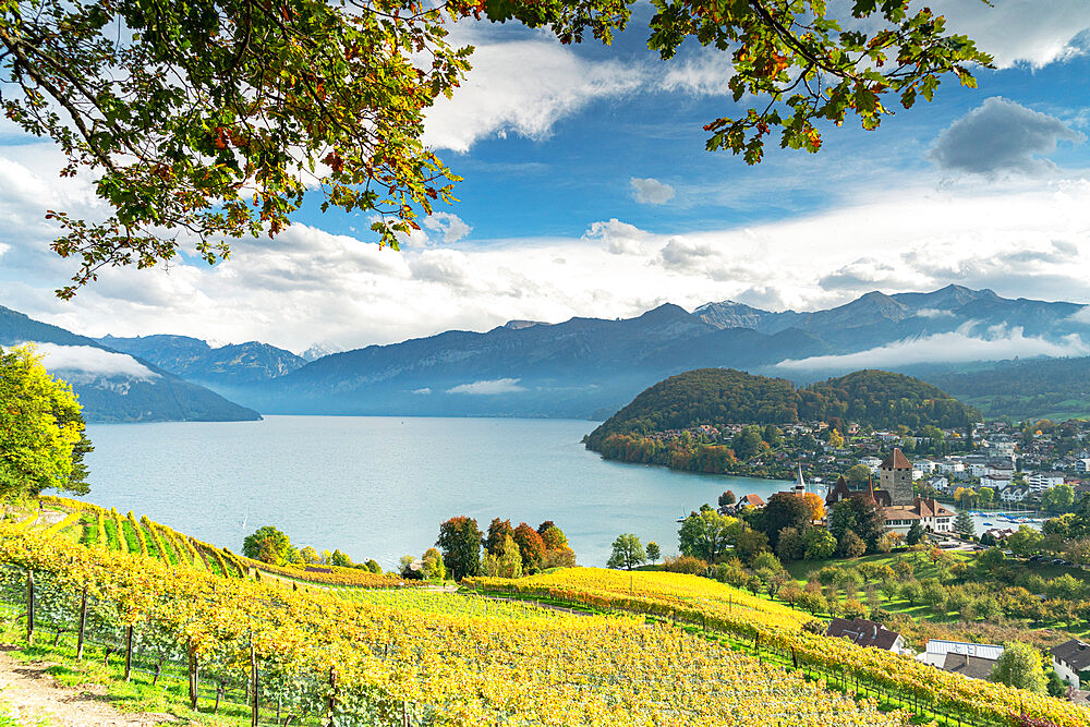 Terraced vineyards on hills above Lake Thun, Spiez, canton of Bern, Switzerland, Europe