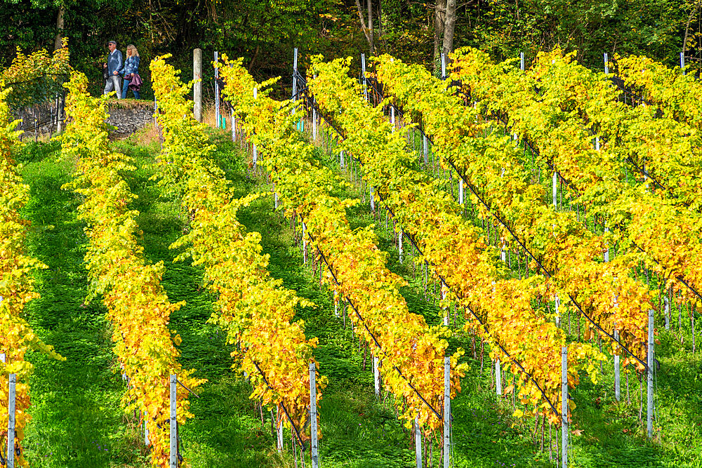 Rows of vines in vineyard in autumn, Spiez, canton of Bern, Switzerland, Europe