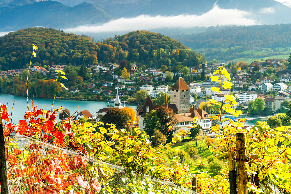 Spiez Castle on shores of lake Thun framed by vine leaves in autumn, canton of Bern, Switzerland, Europe