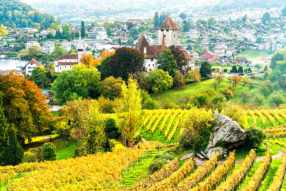 Spiez Castle surrounded by vineyards in autumn, Lake Thun, canton of Bern, Switzerland, Europe