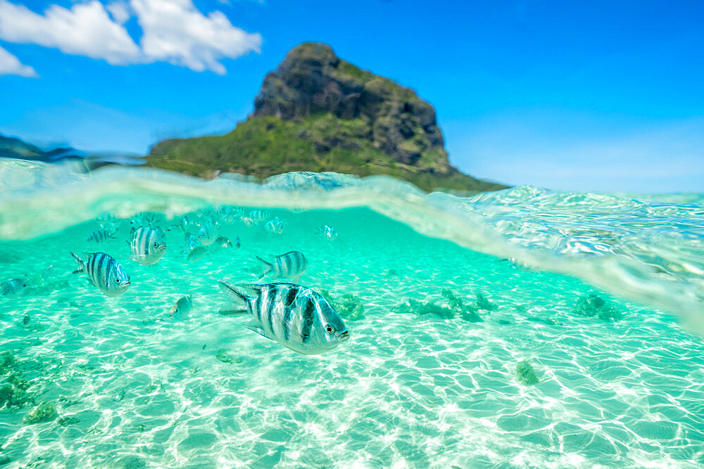 Tropical fish swimming on coral reef in the tropical lagoon, Le Morne Brabant, Black River district, Mauritius, Indian Ocean, Africa