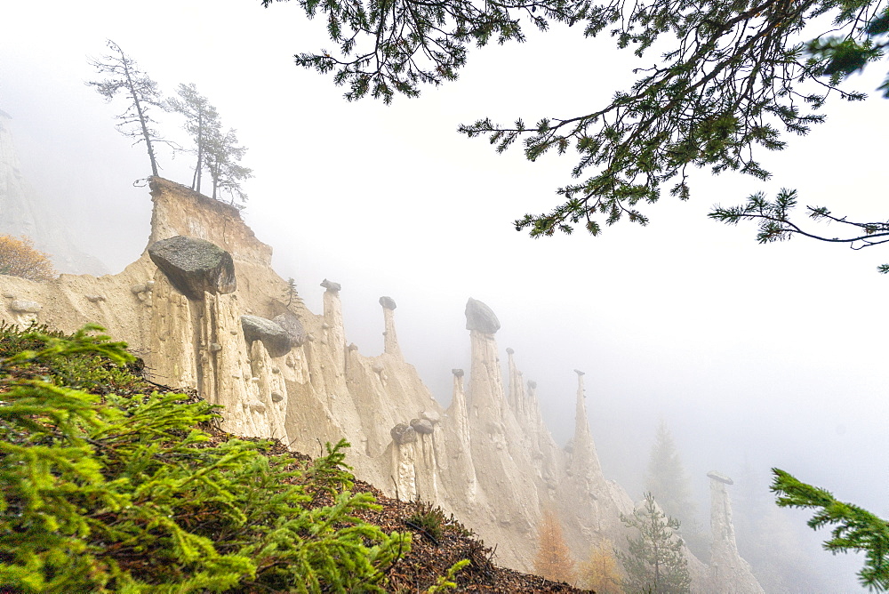 Pine tree branches in the nature park of the Earth Pyramids, Perca (Percha), province of Bolzano, South Tyrol, Italy, Europe