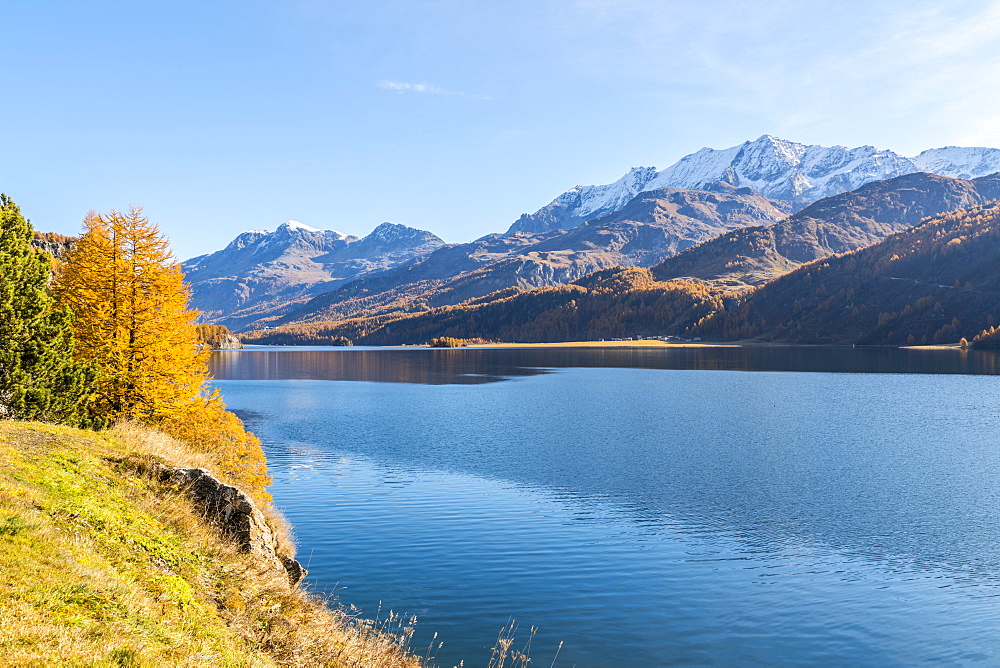 Autumn colors surrounding the clear Lake Sils, Maloja, Upper Engadine, canton of Graubunden, Switzerland, Europe