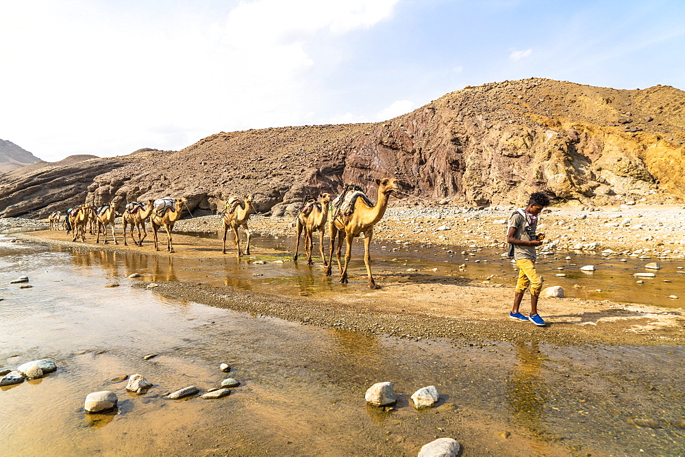 Camel caravan along Wadi Saba canyon towards salt mines, Asso Bhole, Dallol, Danakil Depression, Afar Region, Ethiopia, Africa