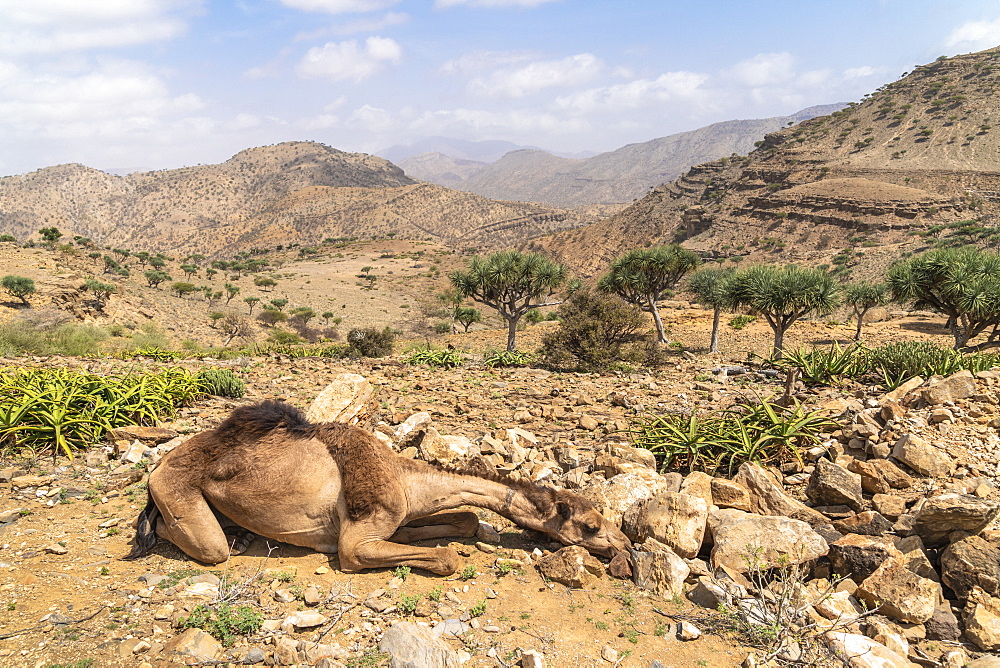 Camel resting in the desert, Dallol, Danakil Depression, Afar Region, Ethiopia, Africa