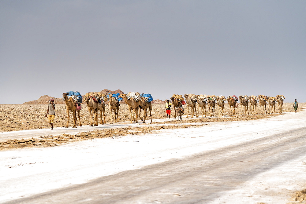 Salt caravan crossing the desert, Dallol, Danakil Depression, Afar Region, Ethiopia, Africa