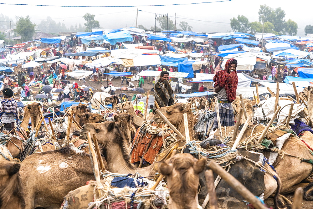 Camels at the livestock market of Bati, Amhara Region, Oromia, Ethiopia, Africa