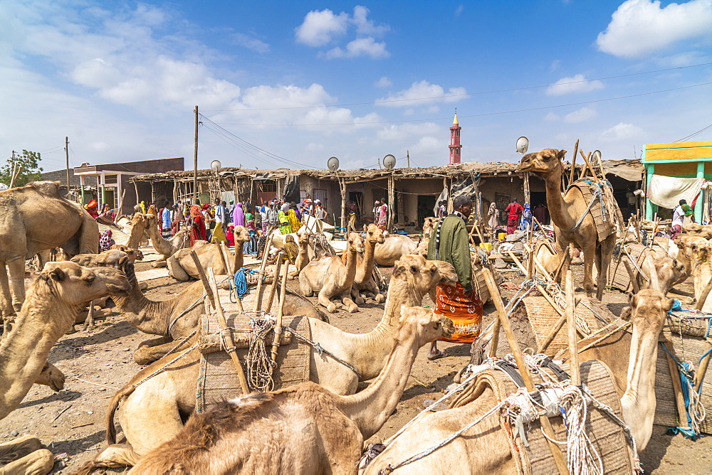 Camels at the cattle market, Asaita, Afar Region, Ethiopia, Africa