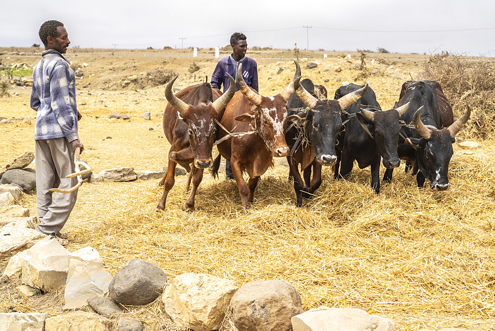 Herders with bulls, Gheralta Mountains, Hawzen, Tigray Region, Ethiopia, Africa