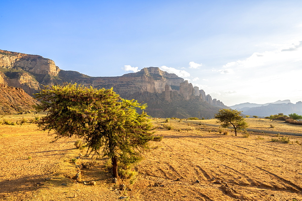 Lone trees in the dry land with Gheralta Mountains in background, Hawzen, Tigray Region, Ethiopia, Africa