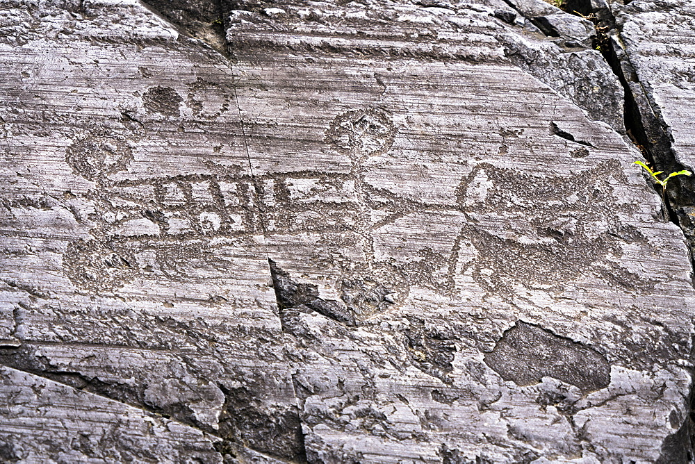 Rock engraving of four wheeled cart pulled by oxen, Naquane National Park, Capo di Ponte, Valcamonica (Val Camonica), Brescia province, Lombardy, Italy, Europe