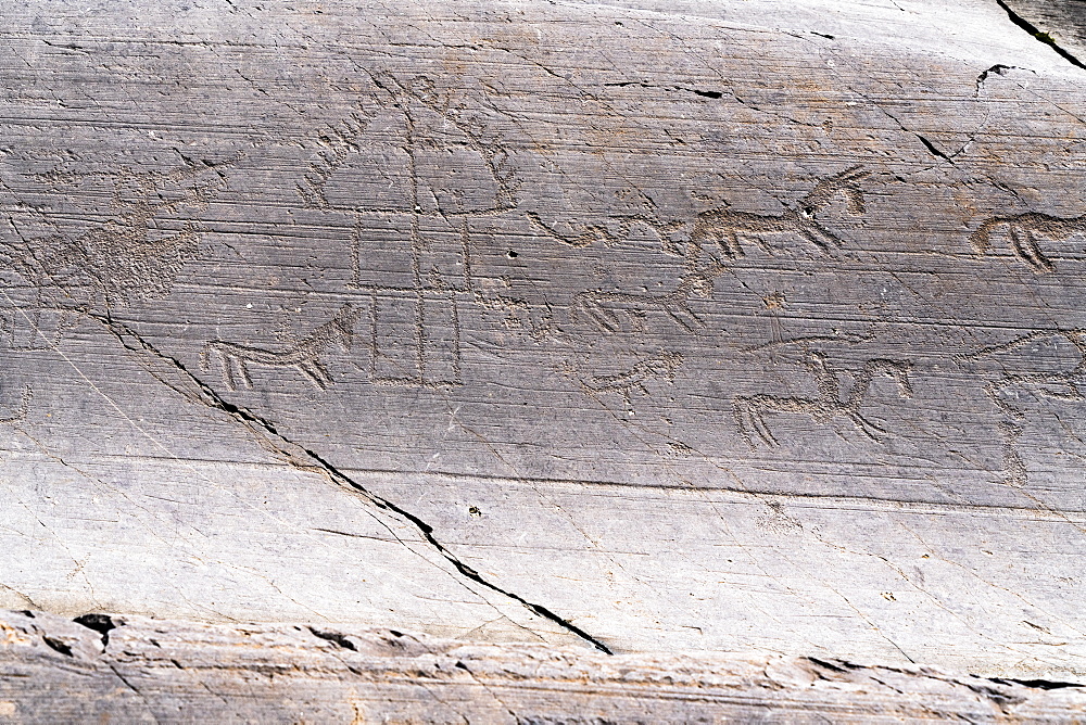 Rock drawings of horses and hut, Naquane National Park, Capo di Ponte, Valcamonica (Val Camonica), Brescia province, Lombardy, Italy, Europe