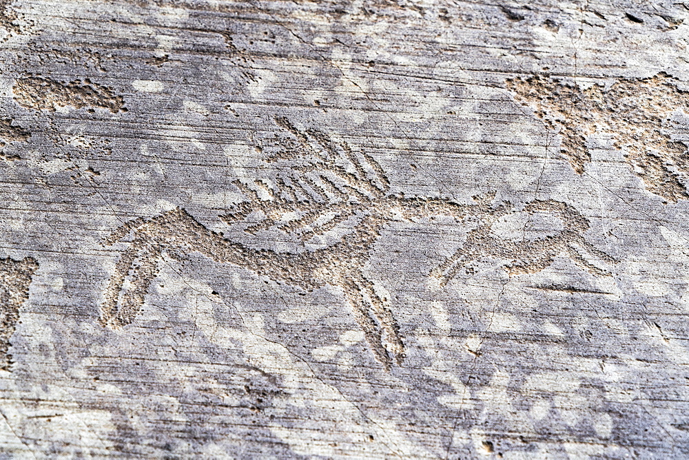 Detail of deer, rock engraving, Naquane National Park, Capo di Ponte, Valcamonica (Val Camonica), Brescia province, Lombardy, Italy, Europe