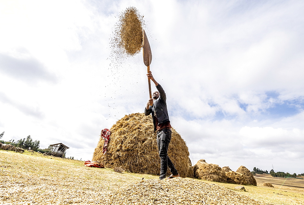 Farmer throwing wheat up in the air during threshing, Wollo Province, Amhara Region, Ethiopia, Africa