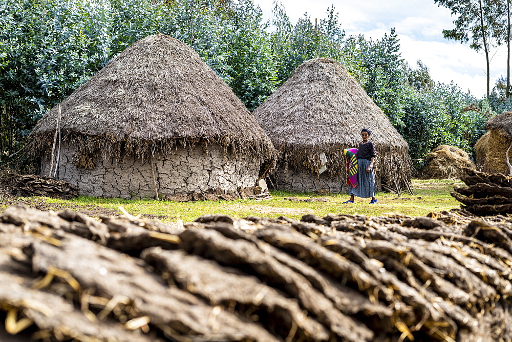 Drying dung used for fuel for the rural village, Wollo Province, Amhara Region, Ethiopia, Africa