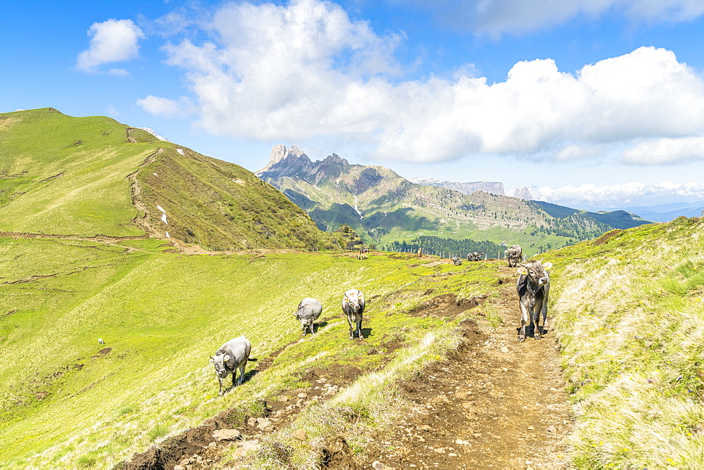 Cows grazing in green pastures along the path from Sassopiatto hut to Alpe di Tires hut, Dolomites, Trentino-Alto Adige, Italy, Europe