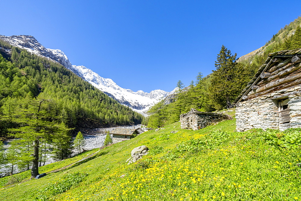 Stone huts in green meadows of Alpe Laresin with Monte Disgrazia on background, Chiareggio Valley, Valmalenco, Lombardy, Italy, Europe