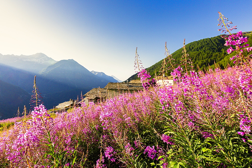 Colorful Willowherb (epilobium) in bloom, Starleggia, Campodolcino, Valchiavenna, Valtellina, Lombardy, Italy, Europe