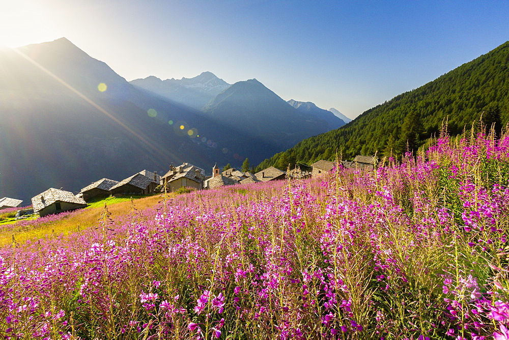 Fields of Willowherb (epilobium) in bloom surrounding the village of Starleggia, Campodolcino, Valchiavenna, Lombardy, Italy, Europe