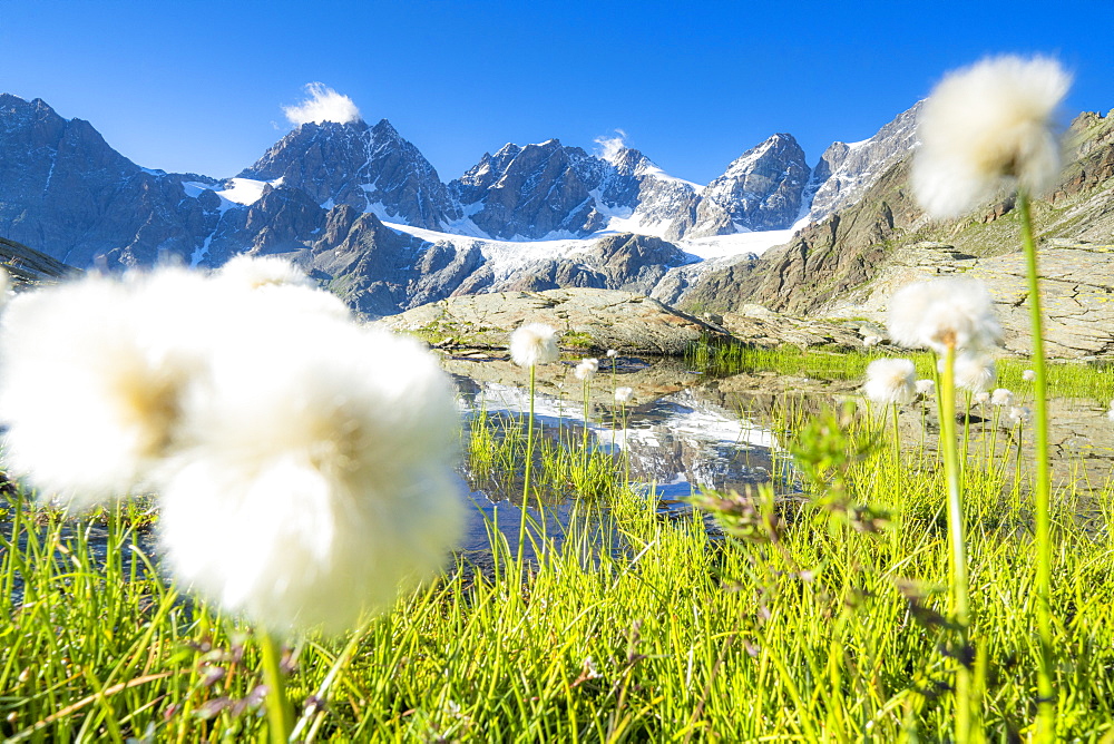 Cotton grass on shores of Forbici lake with Bernina Group mountains in the background, Valmalenco, Valtellina, Lombardy, Italy, Europe