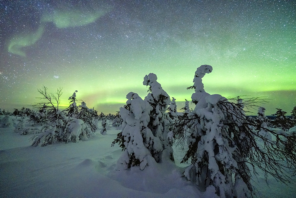 Winter forest covered with snow under the green Northern Lights (Aurora Borealis), Pallas-Yllastunturi National Park, Muonio, Lapland, Finland, Europe