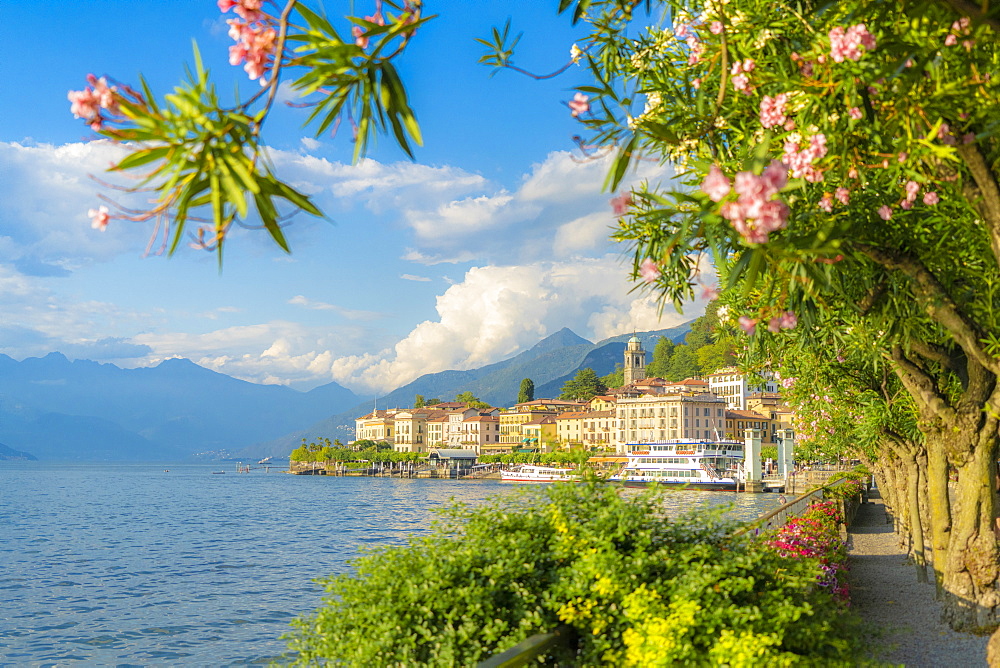 Bellagio and mountains seen from lakefront full of flowering plants, Lake Como, Como province, Lombardy, Italian Lakes, Italy, Europe