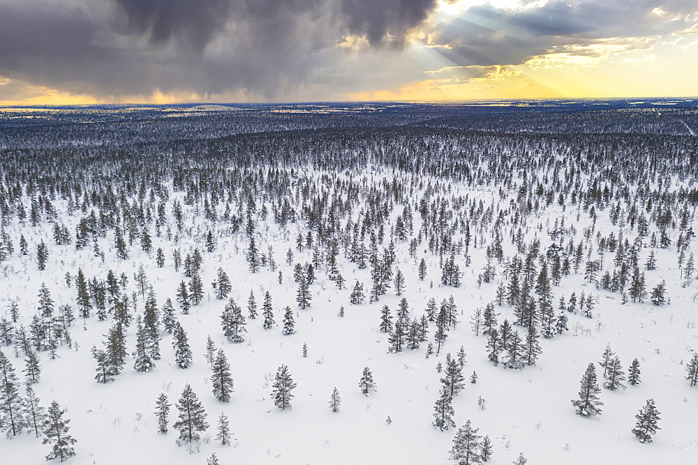 Trees in the snowy landscape of Urho Kekkonen National Park at sunset, aerial view, Saariselka, Inari, Lapland, Finland, Europe