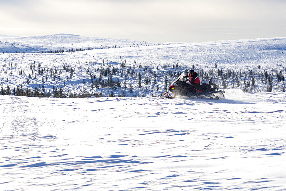 Man taking a ride on snowmobile in the snowy landscape of Saariselka, Inari, Lapland, Finland, Europe