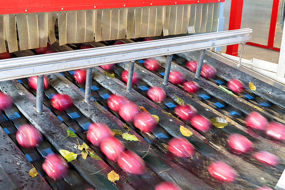 Blurred motion of apples flowing on conveyor belt after the washing process, Valtellina, Sondrio province, Lombardy, Italy, Europe