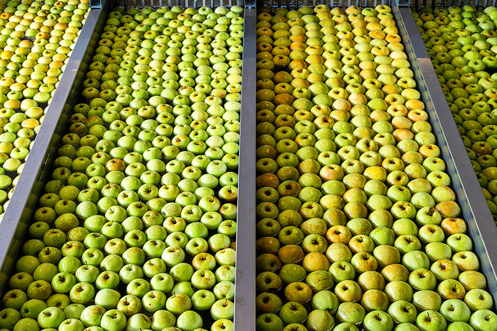 Water tanks full of apples in rows during the washing process, Valtellina, Sondrio province, Lombardy, Italy, Europe